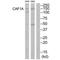 Chromatin Assembly Factor 1 Subunit A antibody, PA5-49821, Invitrogen Antibodies, Western Blot image 