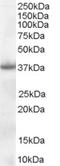 Nucleophosmin 1 antibody, EB06684, Everest Biotech, Western Blot image 