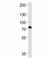 MYB Proto-Oncogene, Transcription Factor antibody, F52454-0.4ML, NSJ Bioreagents, Western Blot image 