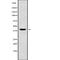 Wnt Family Member 6 antibody, abx219364, Abbexa, Western Blot image 