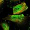 Zinc Finger Protein 516 antibody, HPA015792, Atlas Antibodies, Immunofluorescence image 