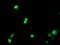 Peptidyl Arginine Deiminase 4 antibody, MA5-26006, Invitrogen Antibodies, Immunocytochemistry image 