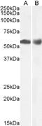 Granulin Precursor antibody, 42-979, ProSci, Enzyme Linked Immunosorbent Assay image 