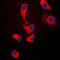MYD88 Innate Immune Signal Transduction Adaptor antibody, LS-C352559, Lifespan Biosciences, Immunofluorescence image 