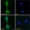Notch Receptor 4 antibody, LS-C154837, Lifespan Biosciences, Immunofluorescence image 