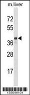 SEC14 Like Lipid Binding 2 antibody, 58-273, ProSci, Western Blot image 