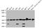 Ankyrin Repeat Domain 23 antibody, CSB-PA803108LA01HU, Cusabio, Western Blot image 
