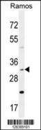 DnaJ homolog subfamily B member 13 antibody, 55-488, ProSci, Western Blot image 