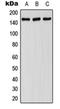 FA Complementation Group A antibody, orb213919, Biorbyt, Western Blot image 