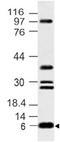 Phorbol-12-Myristate-13-Acetate-Induced Protein 1 antibody, MBS668043, MyBioSource, Western Blot image 