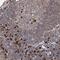 WD Repeat Domain 75 antibody, PA5-58291, Invitrogen Antibodies, Immunohistochemistry paraffin image 