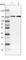 ERC1 antibody, HPA024130, Atlas Antibodies, Western Blot image 