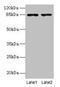 FCH And Double SH3 Domains 2 antibody, CSB-PA008549LA01HU, Cusabio, Western Blot image 