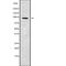 Argonaute RISC Catalytic Component 3 antibody, abx215109, Abbexa, Western Blot image 