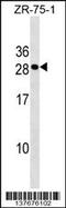 C-Type Lectin Domain Containing 9A antibody, 59-378, ProSci, Western Blot image 