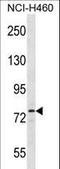 Salt Inducible Kinase 1 antibody, LS-C158258, Lifespan Biosciences, Western Blot image 