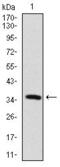 MAP2 antibody, GTX60608, GeneTex, Western Blot image 