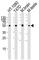 Tubulin Alpha 1c antibody, F52499-0.4ML, NSJ Bioreagents, Western Blot image 