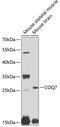 Coenzyme Q7, Hydroxylase antibody, 23-170, ProSci, Western Blot image 