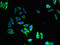 Neuromedin U Receptor 1 antibody, LS-C398055, Lifespan Biosciences, Immunofluorescence image 