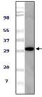 ASPSCR1 Tether For SLC2A4, UBX Domain Containing antibody, NBP1-47360, Novus Biologicals, Western Blot image 