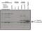 Eukaryotic Translation Initiation Factor 3 Subunit E antibody, GTX48712, GeneTex, Western Blot image 