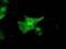 Guanylate Binding Protein 2 antibody, GTX84445, GeneTex, Immunocytochemistry image 