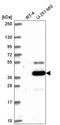 Autophagy Related 4A Cysteine Peptidase antibody, HPA064759, Atlas Antibodies, Western Blot image 