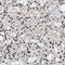 Zinc finger and BTB domain-containing protein 20 antibody, NBP1-84146, Novus Biologicals, Immunohistochemistry frozen image 