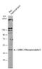 Gamma-Aminobutyric Acid Type A Receptor Alpha2 Subunit antibody, NBP2-16566, Novus Biologicals, Western Blot image 