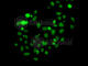 PMS1 Homolog 2, Mismatch Repair System Component antibody, A6947, ABclonal Technology, Immunofluorescence image 