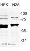 Programmed Cell Death 4 antibody, ab51495, Abcam, Western Blot image 