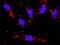 Cyclin A1 antibody, H00008900-M02, Novus Biologicals, Proximity Ligation Assay image 