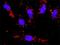 Q61456 antibody, H00008900-M02, Novus Biologicals, Proximity Ligation Assay image 