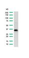 Arginase 1 antibody, PA5-32267, Invitrogen Antibodies, Western Blot image 