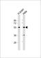 Trafficking From ER To Golgi Regulator antibody, 59-694, ProSci, Western Blot image 