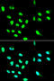 Fc Fragment Of IgG Receptor IIa antibody, STJ23641, St John