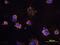 SSEA3 antibody, MAB1434, R&D Systems, Immunocytochemistry image 
