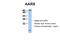 Alanyl-TRNA Synthetase antibody, NBP1-57136, Novus Biologicals, Western Blot image 