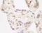 Negative elongation factor A antibody, A301-910A, Bethyl Labs, Immunohistochemistry frozen image 