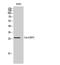 CDC42 Effector Protein 2 antibody, STJ92173, St John