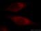 CCR4-NOT Transcription Complex Subunit 3 antibody, 11135-1-AP, Proteintech Group, Immunofluorescence image 