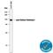 Lysyl Oxidase Like 2 antibody, AF2639, R&D Systems, Western Blot image 