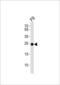 ES Cell Expressed Ras antibody, PA5-49408, Invitrogen Antibodies, Western Blot image 