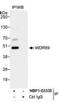 WD Repeat Domain 89 antibody, NBP1-03335, Novus Biologicals, Immunoprecipitation image 