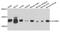 Cytochrome C Oxidase Subunit 6B1 antibody, abx005869, Abbexa, Western Blot image 