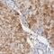 One Cut Homeobox 1 antibody, NBP1-91998, Novus Biologicals, Immunohistochemistry frozen image 