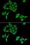 Alpha Hemoglobin Stabilizing Protein antibody, orb247455, Biorbyt, Immunofluorescence image 