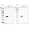 60S ribosomal protein L8 antibody, NBP2-48827, Novus Biologicals, Western Blot image 