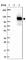 Family With Sequence Similarity 171 Member B antibody, HPA010639, Atlas Antibodies, Western Blot image 